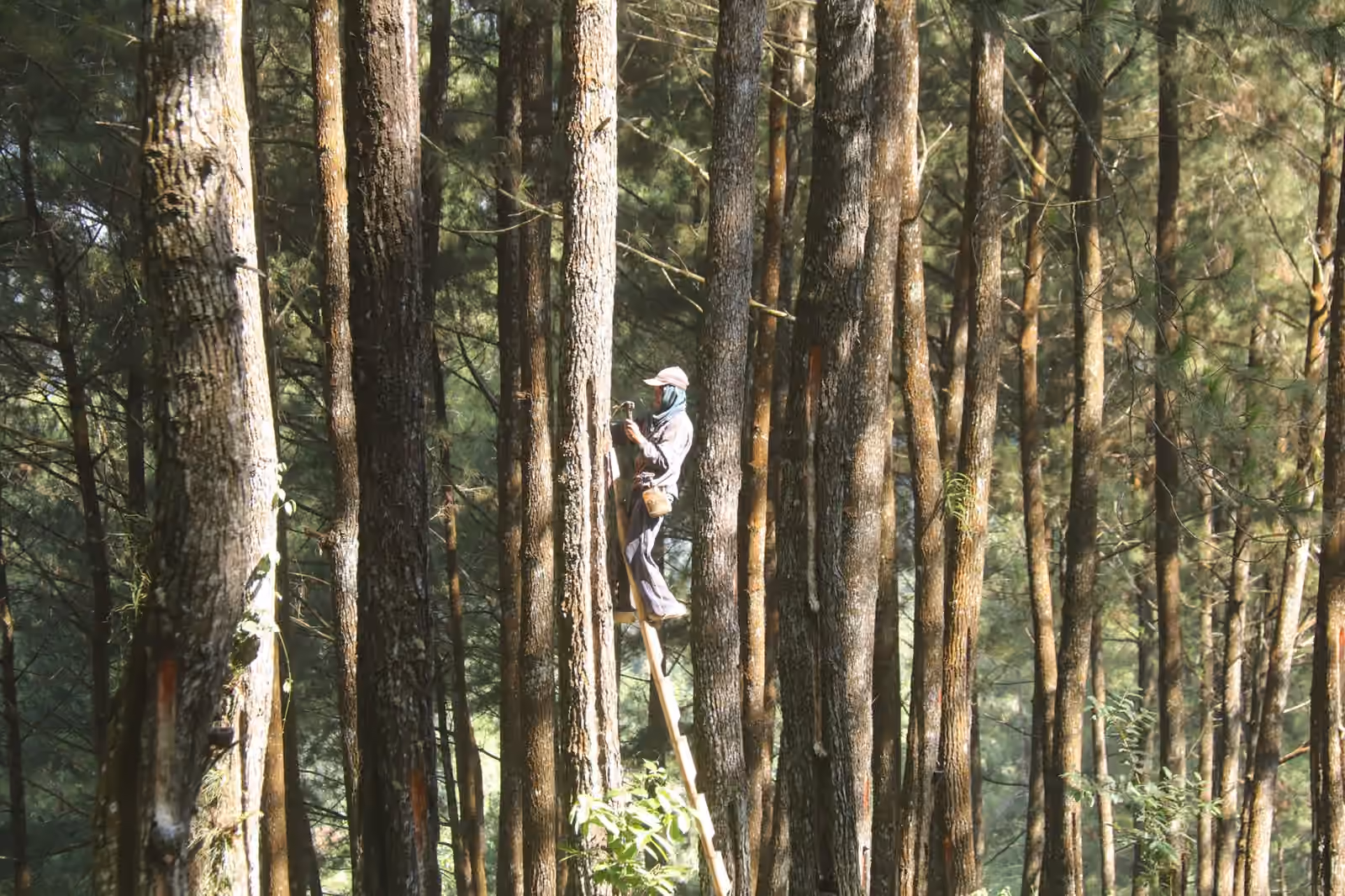 Forstarbeiter klettert an einem hohen Baum